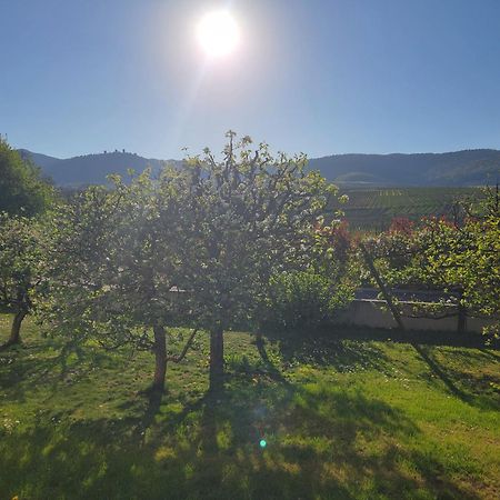 Studio Aux Pieds Des Vignes Eguisheim Eksteriør billede